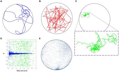 High mirror symmetry in mouse exploratory behavior